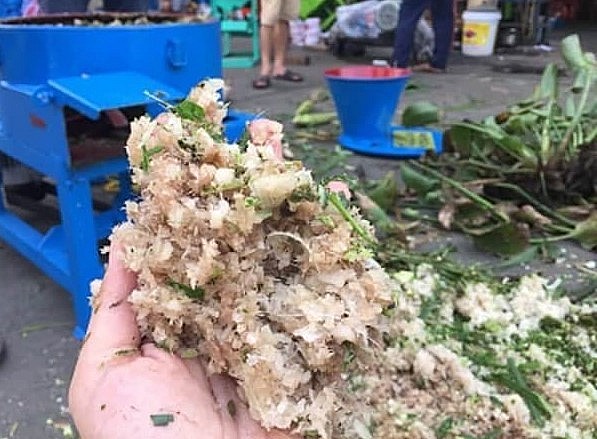 Cây chuối được băm nhỏ và trộn thêm một số thức