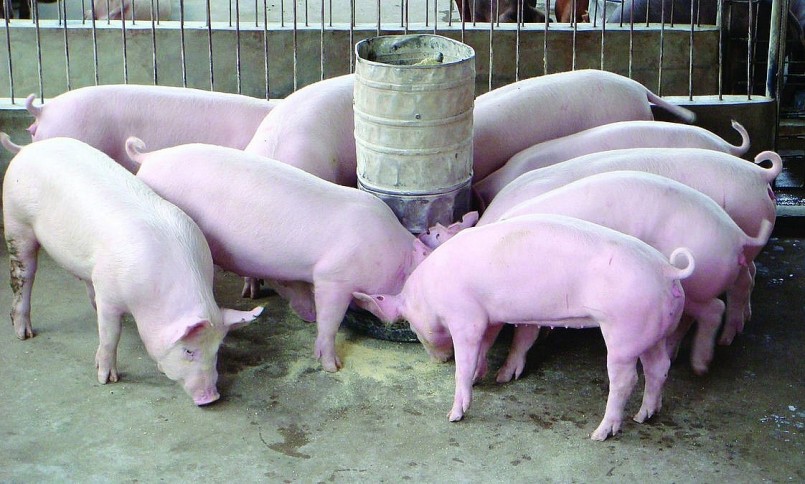 Giá heo giảm, giá thức ăn tăng, người dân hạn chế tái đàn vì sợ chăn nuôi sẽ thua lỗ.