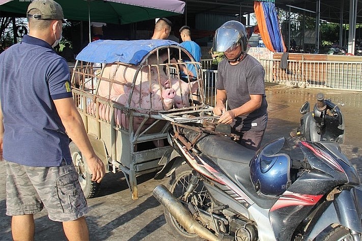 Giá heo hơi hôm nay (08/11) tăng giảm thất thường từ 1 đến 2.000 đồng/kg. 