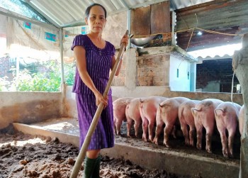 Giá heo lao dốc, người nuôi bỏ chuồng, nguy cơ khủng hoảng heo dịp Tết