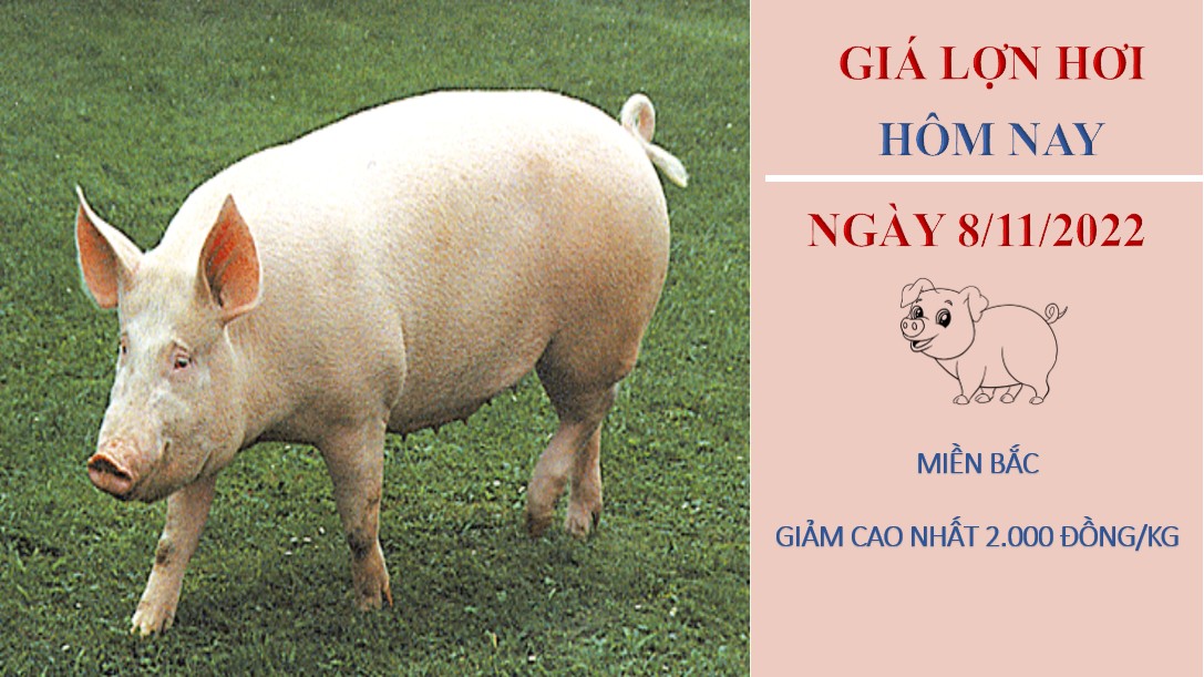 Giá lợn hơi hôm nay 8/11/2022: Tăng giảm trái chiều tại ba miền