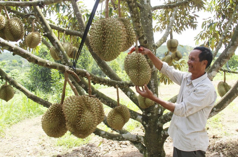 Hiện thị trường Trung Quốc đang khát hàng, sẵn sàng tạo “luồng xanh” cho sầu riêng Việt Nam.