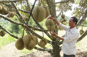 Diễn biến xuất khẩu sầu riêng, Trung Quốc khát hàng sẵn sàng mở luồng xanh