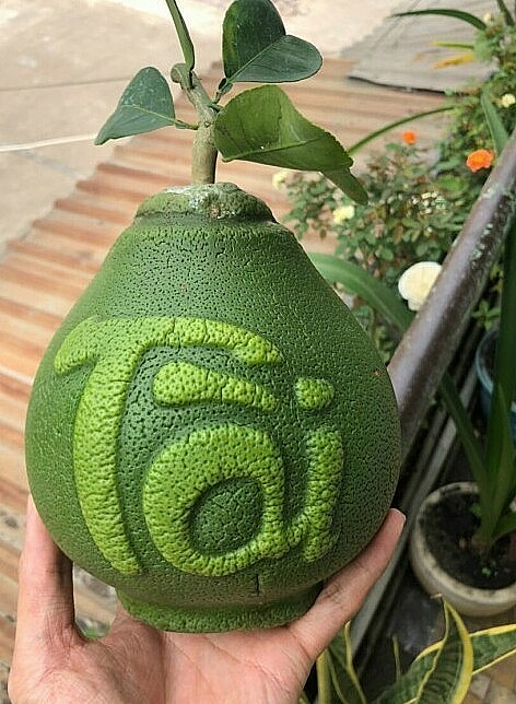 Bưởi hình thỏi vàng in hình Tài Lộc Bưởi hình thỏi vàng in hình Tài Lộc