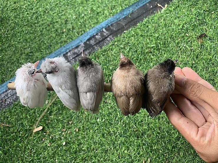 Mỗi con chim non sau khi sinh ra khoảng 10-12 ngày được anh bán với giá từ vài triệu đồng đến vài chục triệu đồng