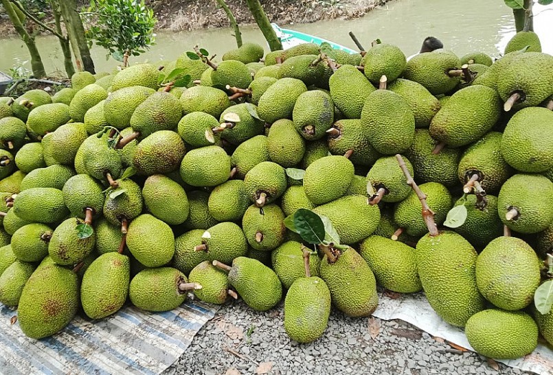 Hậu Giang là một trong những tỉnh có vùng trồng mít lớn nhất miền Tây.