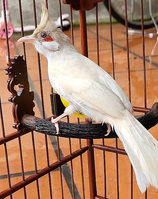 Những con chim đột biến mà anh Tùng sở hữu có giá từ vài chục triệu đến hàng trăm triệu đồng