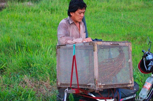 Công việc đem lại thu nhập ổn định này chỉ đơn giản là quơ cây vợt, bắt trọn mọi loại côn trùng bay ra