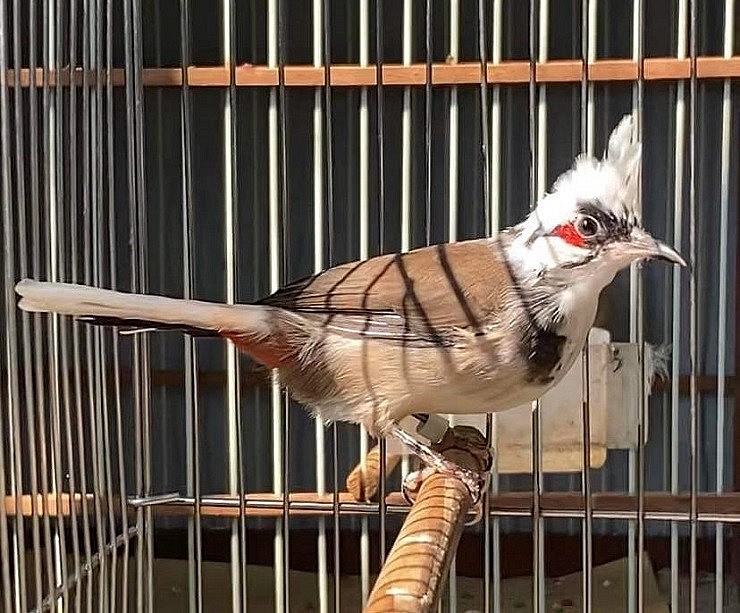 Việc mua đi bán lại chim cảnh đã giúp anh Tùng kiếm thêm thu nhập trong thời gian dịch Covid-19 bùng phát