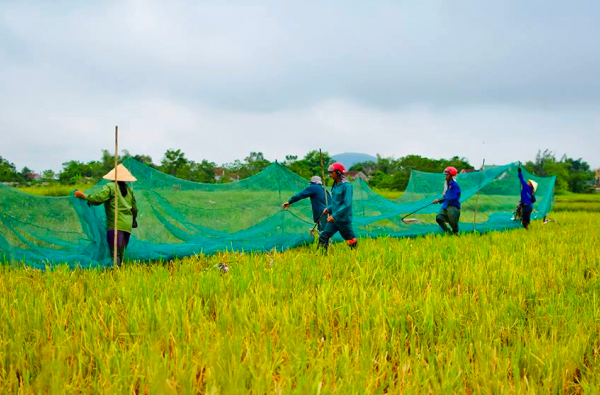 Nhóm anh Vượng bắt cào cào trên lúa sắp vào vụ thu hoạch