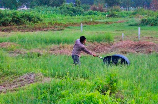 Nghề vợt con “lộc trời” bay đầy cánh đồng, kiếm tiền triệu mỗi ngày