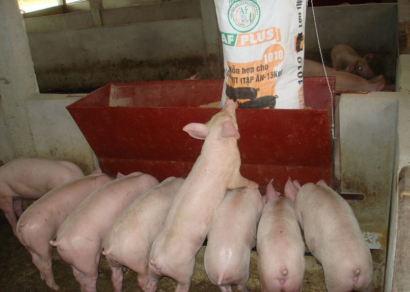 giá thức ăn chăn nuôi tăng cao sẽ gây khó khăn cho người chăn nuôi.