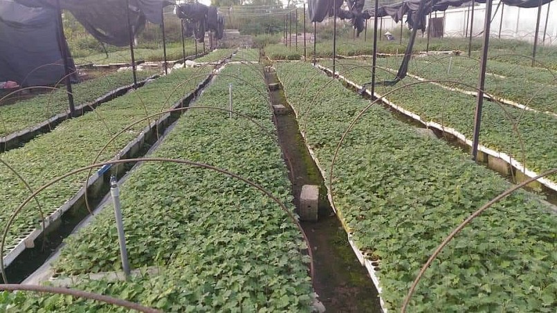 Anh vẫn dành thời gian học hỏi và kiên định theo cách không dùng thuốc bảo vệ thực vật trong quá trình chăm sóc cà gai leo