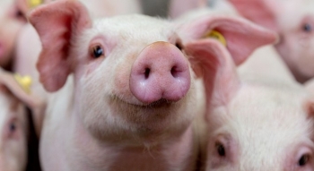 Xuất khẩu heo tiểu ngạch sang Trung Quốc - Mấu chốt để giá heo lên mức 60.000 đồng/kg