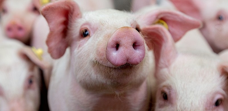 Xuất khẩu heo tiểu ngạch sang Trung Quốc - Mấu chốt để giá heo lên mức 60.000 đồng/kg