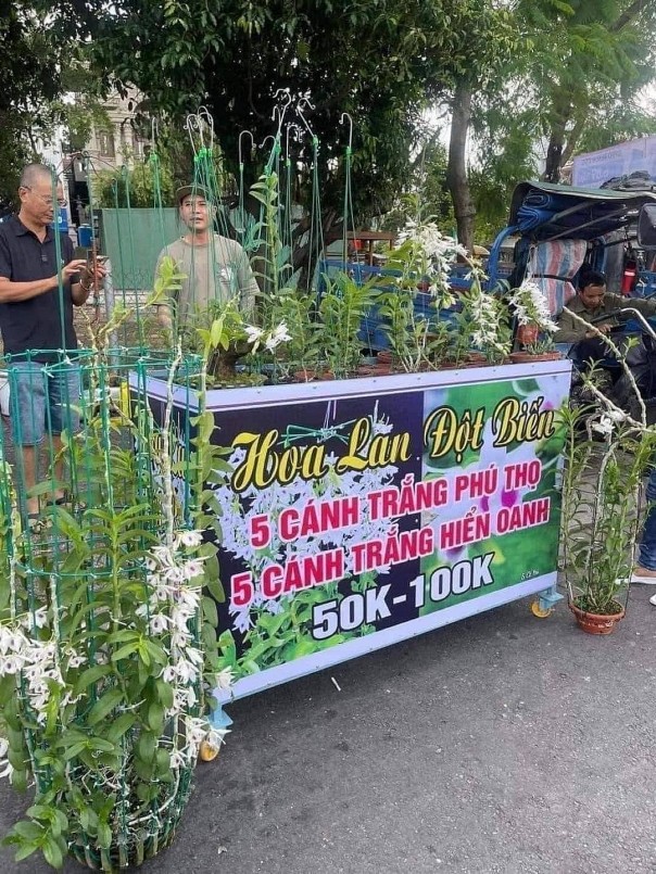 Sau cơn sốt, lan đột biến được bán ở vỉa hè với giá chỉ vài chục nghìn đồng/chậu Sau cơn sốt, lan đột biến được bán ở vỉa hè với giá chỉ vài chục nghìn đồng/chậu