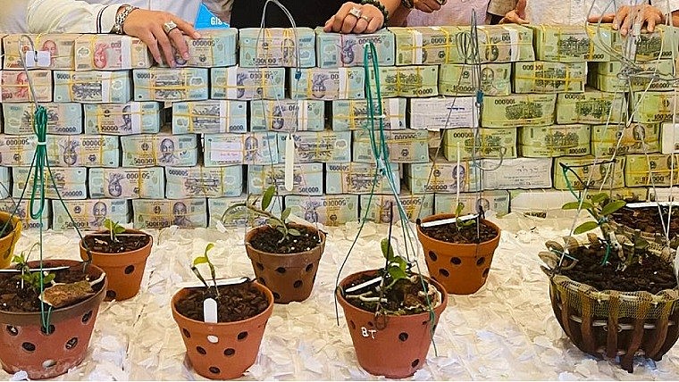 Trong cơn sốt, liên tục những thương vụ chuyển nhượng lan đột biến tiền tỷ được giới chơi cây tiết lộ Trong cơn sốt, liên tục những thương vụ chuyển nhượng lan đột biến tiền tỷ được giới chơi cây tiết lộ