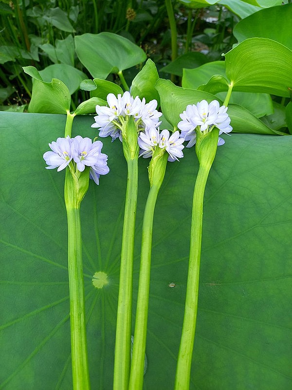 Loại rau này có thể chế biến thành nhiều món ăn ngon và bổ dưỡng Loại rau này có thể chế biến thành nhiều món ăn ngon và bổ dưỡng