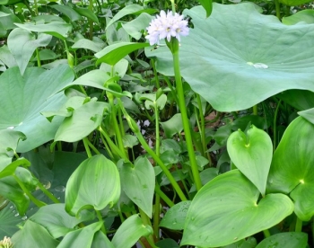 Cây mọc dại đầy đồng thành đặc sản, giá 70.000 đồng/kg vẫn đắt hàng