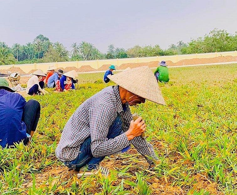 Cỏ gừng Thái Lan thường được mua để trồng làm cảnh tại các khu biệt thự, nhà vườn. (Ảnh minh họa)