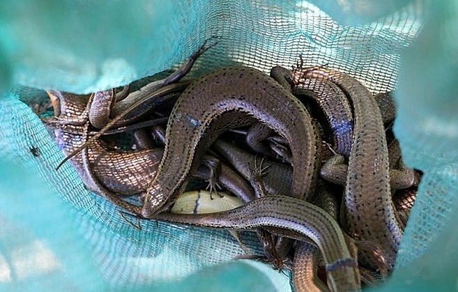  rắn mối để làm thức ăn và bán cho các quán ăn, nhà hàng.