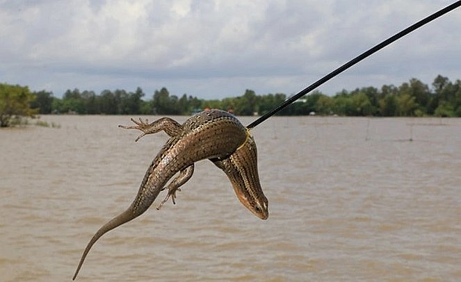 để bắt được những con rắn mối nhanh nhẹn, thoắt ẩn thoắt hiện này là việc vô cùng khó khăn