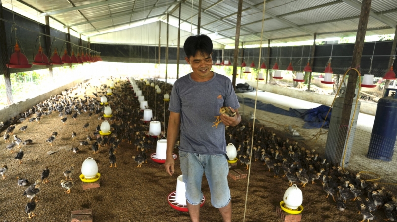 Anh Tuấn cho biết, giai đoạn úm gà con rất quan trọng bởi sẽ ảnh hưởng đến cả quá trình sinh trưởng của con gà sau này