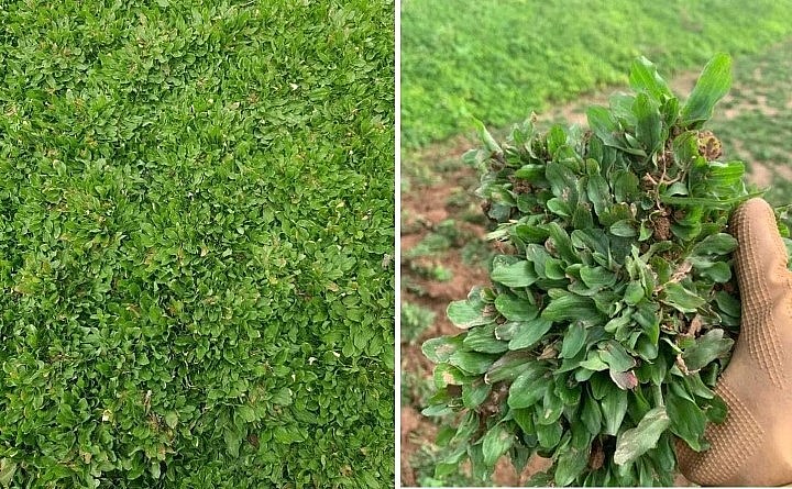 giống cỏ gừng Thái Lan đắt hơn, khoảng 15.000