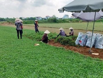 Trồng loại cỏ lạ ven đê, không tốn công chăm sóc vẫn thu 400 triệu đồng/năm
