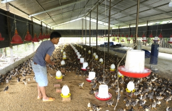 Kinh ngạc mô hình nuôi gà ăn tỏi, tắm nước tỏi, uống nước tỏi cho thu nhập cao