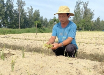 Truy tìm căn nguyên hành, kiệu chết bất thường sau khi phun thuốc BVTV