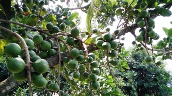 Cây Mắc ca Việt Nam trên con đường hội nhập hoá quốc tế