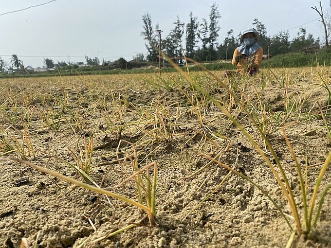 Sau khi phun thuốc BVTV, hàng chục ha hành ở xã Mỹ Thành (huyện Phù Mỹ, Bình Định) bị “chết đứng”