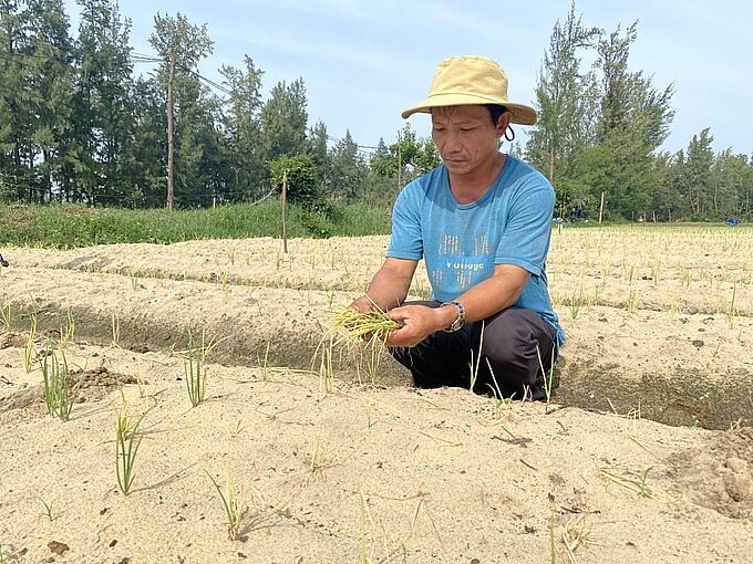 Ông Nguyễn Văn Năm ở thôn Vĩnh Lợi 1, xã Mỹ Thành (huyện Phù Mỹ, Bình Định) đau khổ trước 4 sào hành của mình bị “đột tử”.