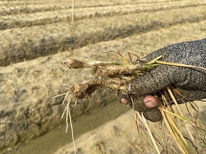 Cây hành không chỉ bị héo lá, rữa thân mà cả củ cũng bị thối