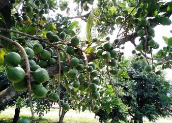 Cây Mắc ca Việt Nam trên con đường hội nhập hoá quốc tế