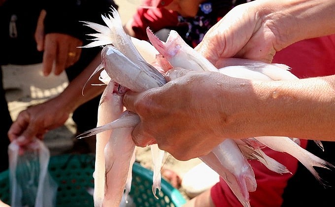 Loài cá cháo (còn gọi là cá khoai) xưa được bắt về làm thức ăn gia súc, nay trở thành đặc sản.