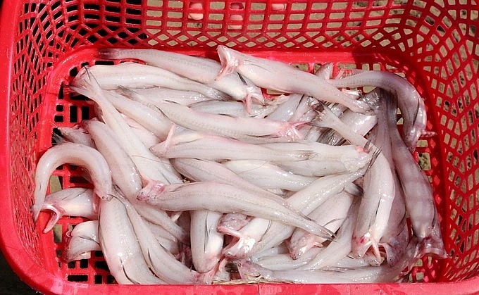 Cá khoai được chế biến thành nhiều món ăn.