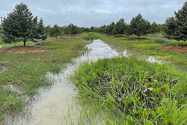 Sầu riêng bị ngập nước và biện pháp xử lý.