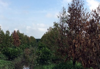 Sầu riêng chết do ngập nước, hệ lụy được cảnh báo và biện pháp xử lý khẩn cấp