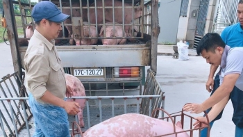 Chưa mở biên, giá heo miền Bắc đã tăng mạnh, doanh nghiệp sẵn sàng cho mức giá 70.000 đồng/kg