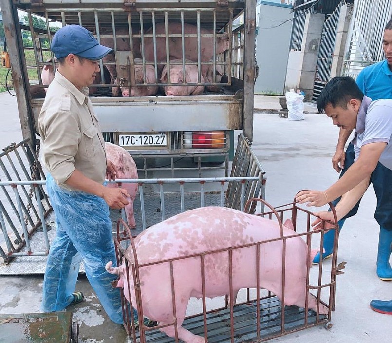 Giá heo hơi hôm nay (09/11) bất ngờ tăng mạnh tới 3.000 đồng/kg ở miền Bắc. 