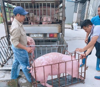 Chưa mở biên, giá heo miền Bắc đã tăng mạnh, doanh nghiệp sẵn sàng cho mức giá 70.000 đồng/kg
