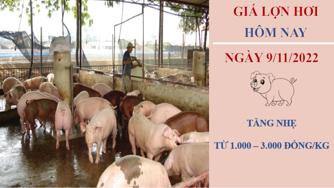 Giá heo hơi hôm nay 9/11/2022: Đảo chiều tăng từ 1.000 - 3.000 đồng/kg