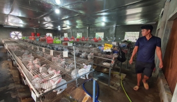 Anh Thuần nuôi thỏ New Zealand, thu nhập đến gần 100 triệu đồng/tháng