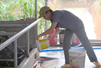 Nuôi trâu vỗ béo, cho nghe nhạc, tắm phun sương, lãi nửa tỉ mỗi năm