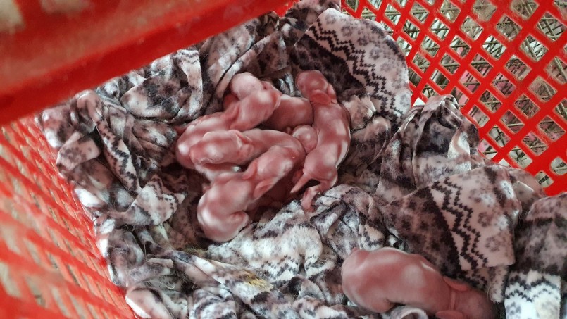 Quá trình khởi nghiệp của anh Thuần gặp không ít khó khăn khi thỏ là loại động vật rất dễ mắc bệnh Quá trình khởi nghiệp của anh Thuần gặp không ít khó khăn khi thỏ là loại động vật rất dễ mắc bệnh