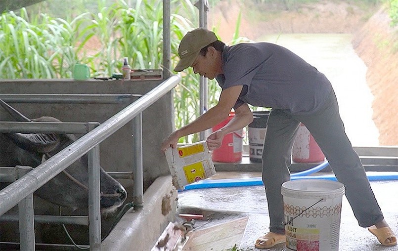 Ông Rạng, chủ trang trại nuôi trâu vỗ béo Ông Rạng, chủ trang trại nuôi trâu vỗ béo