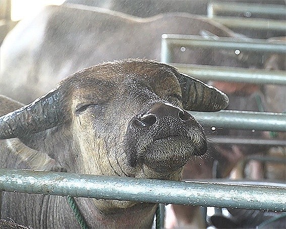 Trâu được tắm phun sương Trâu được tắm phun sương