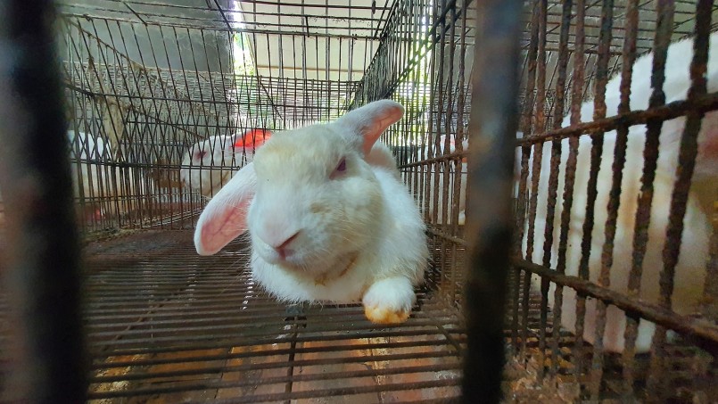 Loài thỏ trời Tây sinh trưởng nhanh, trọng lượng lớn và mang lại hiệu quả kinh tế cao Loài thỏ trời Tây sinh trưởng nhanh, trọng lượng lớn và mang lại hiệu quả kinh tế cao